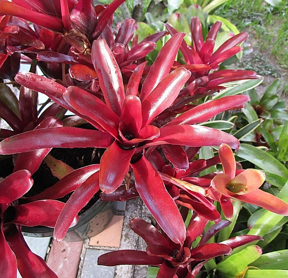 BROMELIAD Terrarium Vivarium Wholesale ULTIMATE Neoregelia 10 Pack 10 Varieties