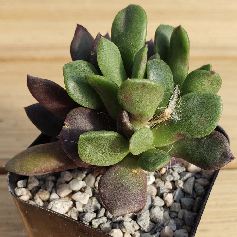 Sand Rose Succulent Anacampseros rufescens Live Plant 4″ Pot Pink Flower