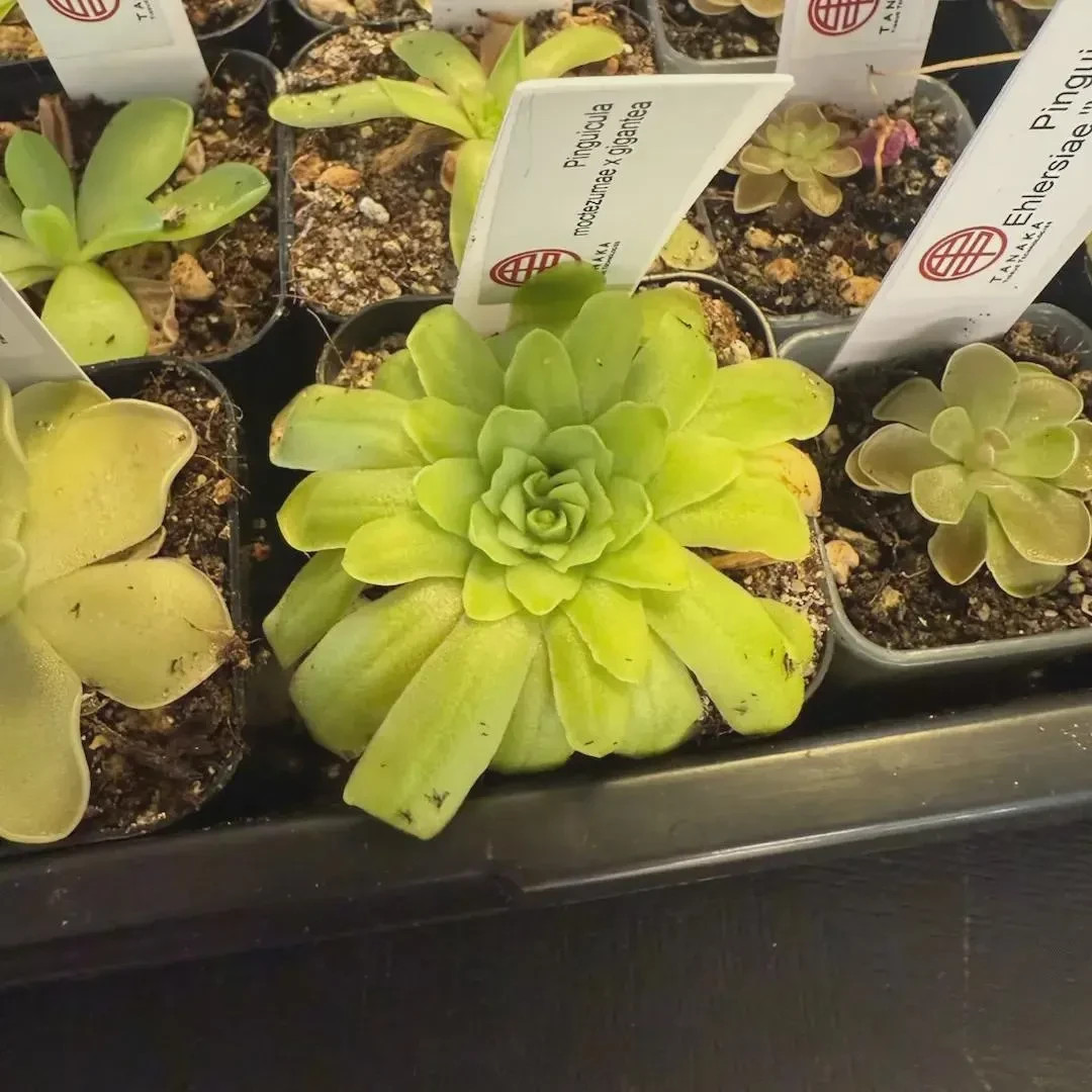 Pinguicula moctezumae x gigantea – Tissue Culture, Small (5.5oz) Flask