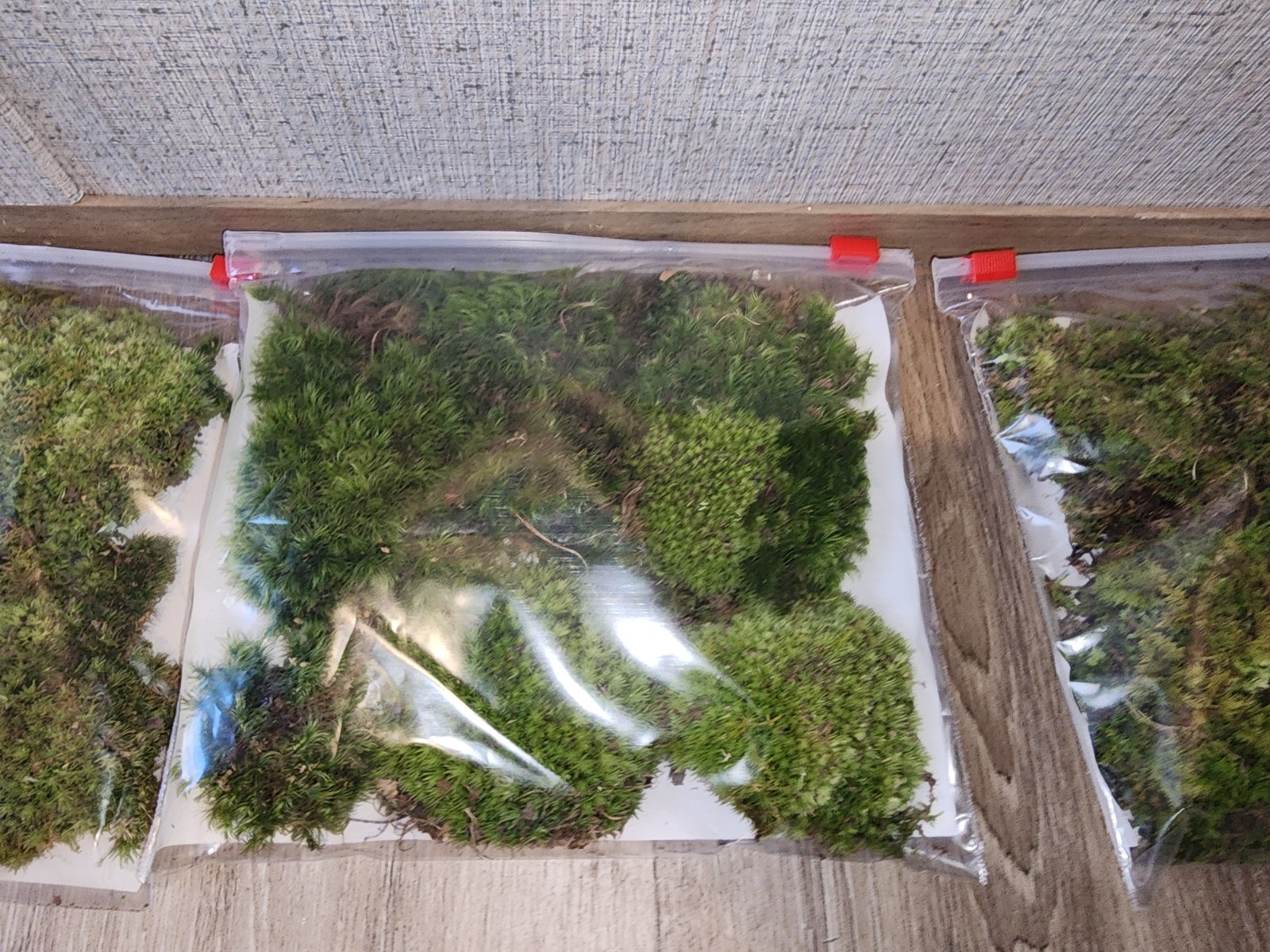 [2] 6×9 Bags Sheet/Fern/Mood Moss Assortment for Terrarium Vivarium Fairy Garden