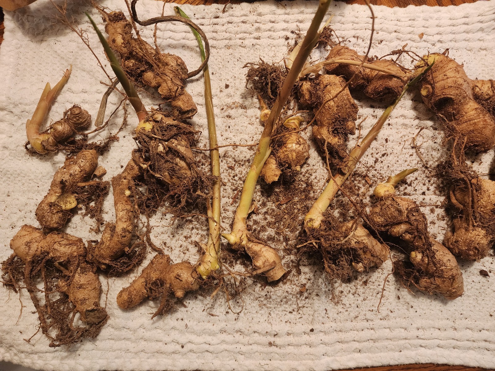Pinecone Ginger 5 Rhizomes Shampoo Ginger