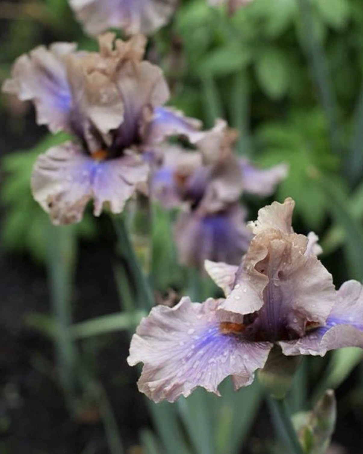 Coffee Trader Tall BEARDED IRIS -1 Fresh Dug Rhizome