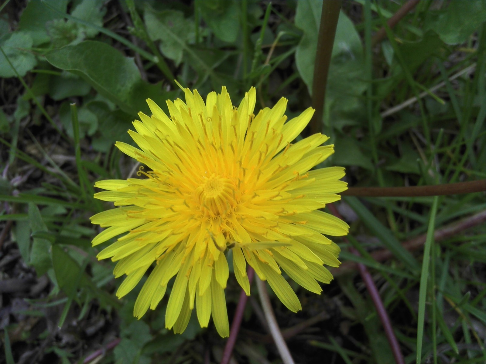 5,000 SEEDS DANDELION