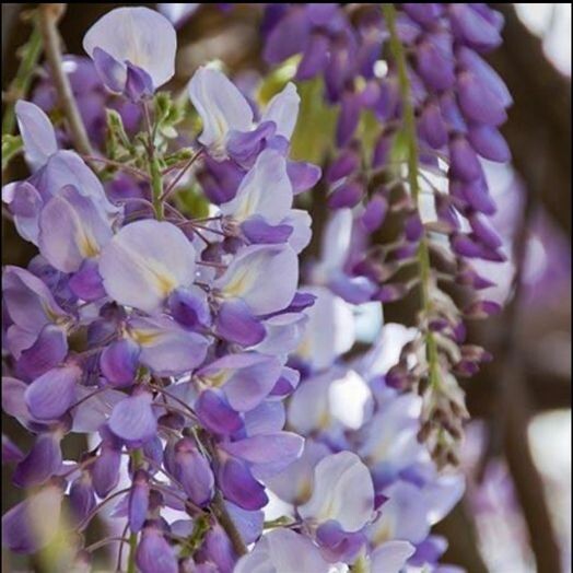 10 JAPANESE WISTERIA Floribunda Flower Purple Ornamental Vine Climber Seeds