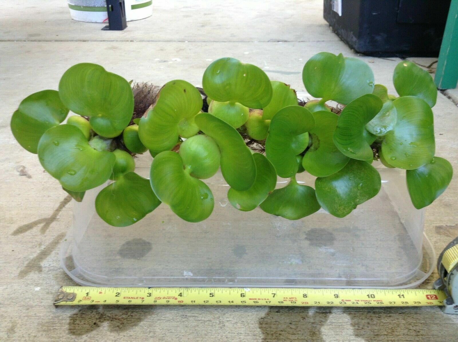 Kazen Aquatic 100% ORGANIC GROWN Water Hyacinth. (Pond plant)