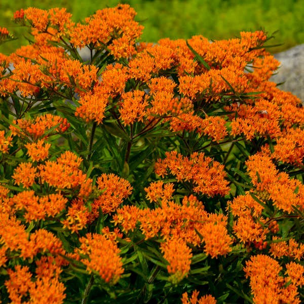 Native Milkweed Starter Plant – Live Monarch Butterfly Host, Ready to Plant