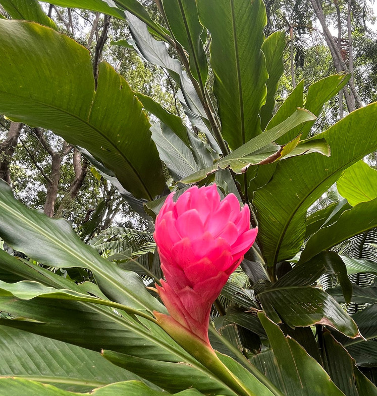 Hot Pink Ginger Live Plant – 2-5″ Tall – Tropical Ornamental Ginger Flower