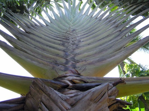 Ravenala madagascariensis | Traveller’s Palm | 5 Seeds