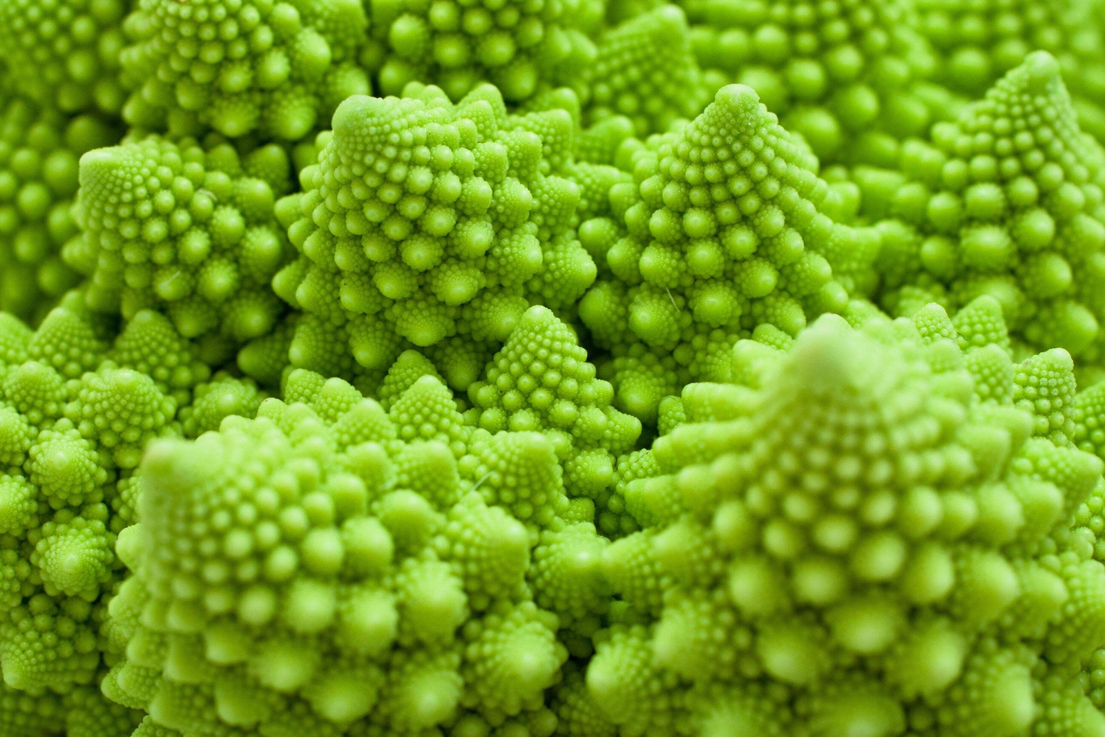 500 ROMANESCO BROCCOLI Broccoflower Cauliflower Brassica Vegetable Seeds *FlatSH