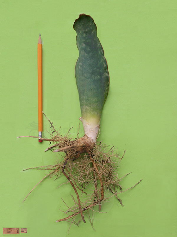 SANSEVIERIA Sp Nov km 42 No 21837 — Mafinga Tanzania — BLUE FORM • SUPER RARE