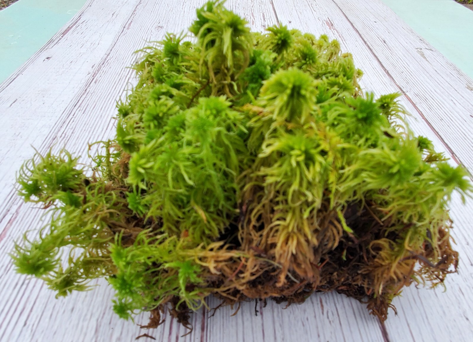Fresh Live Sphagnum for Terrarium Vivarium Orchids Carnivorous 8″x10″ Bag