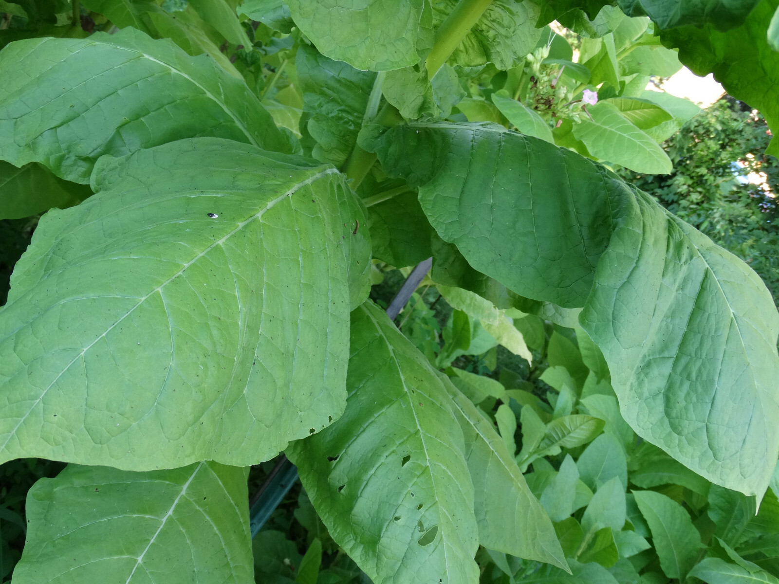 Black Mammoth Tobacco 2000+ Seeds Snuss Snuff Chew Pipe Cigarettes 2023 Crop