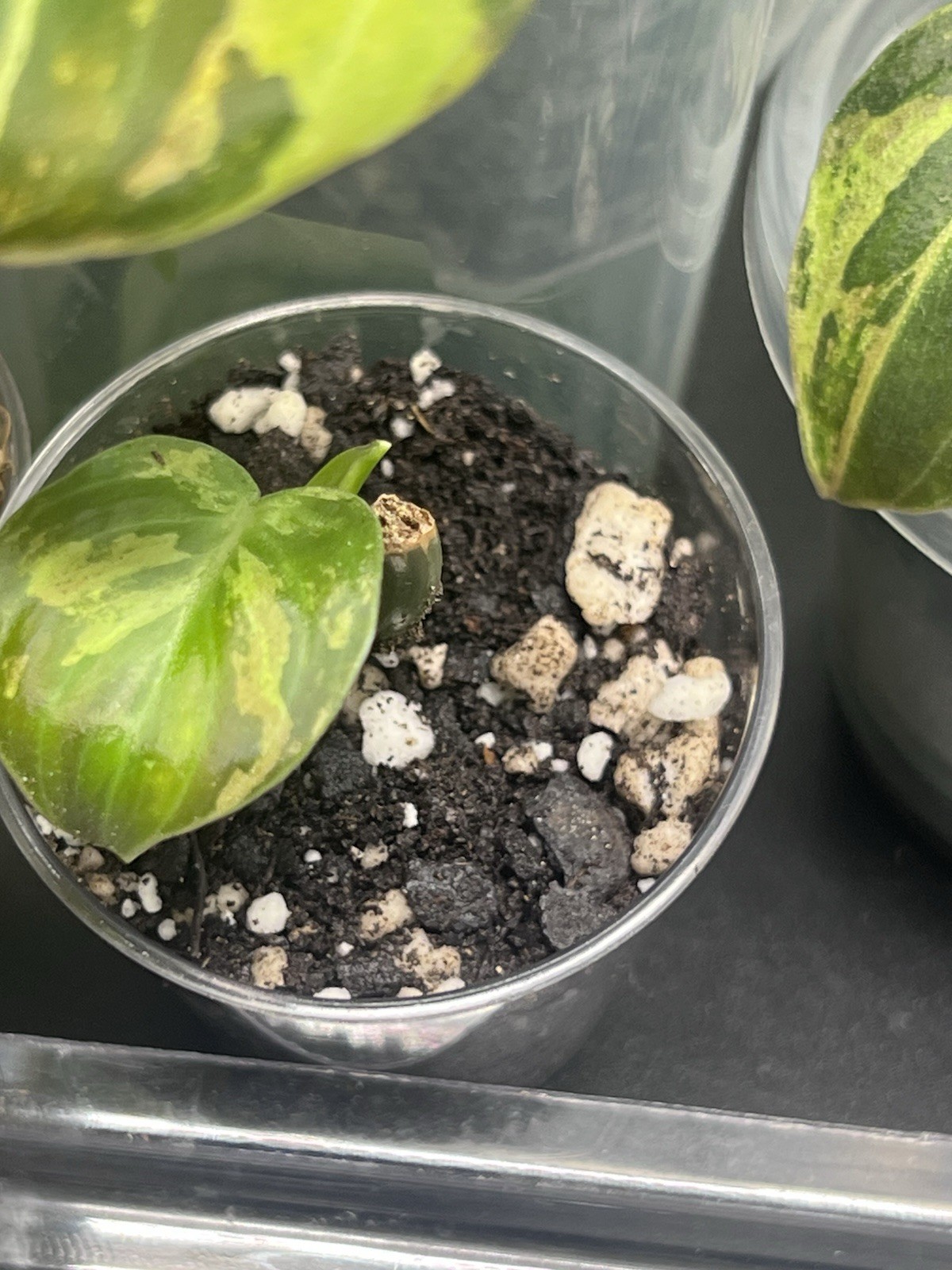 Philodendron Orange Melano Starter Plant