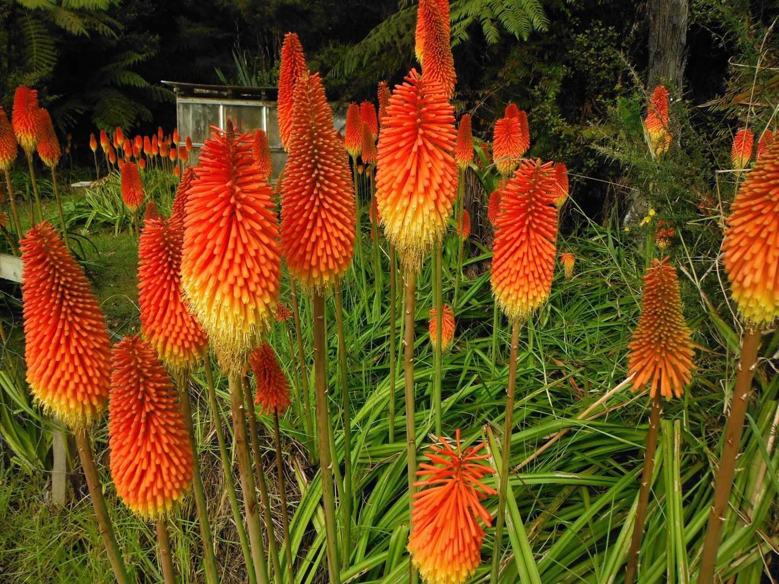 50 TORCH LILY Red Hot Poker / Tritoma / Kniphofia Uvaria Flower Seeds