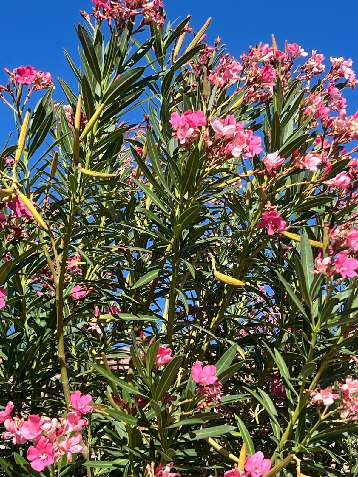 Oleander ‘PINK’ – 10 live plant cuttings – NO ROOTS or POT – Fresh Cuttings