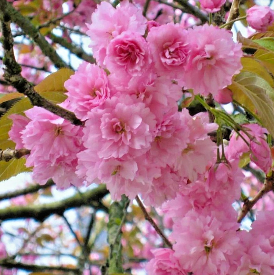 Kwanzan Flowering Cherry Live Plant – 8-14″ Tall – 2.5″ Pot – Cold Hardy Tree