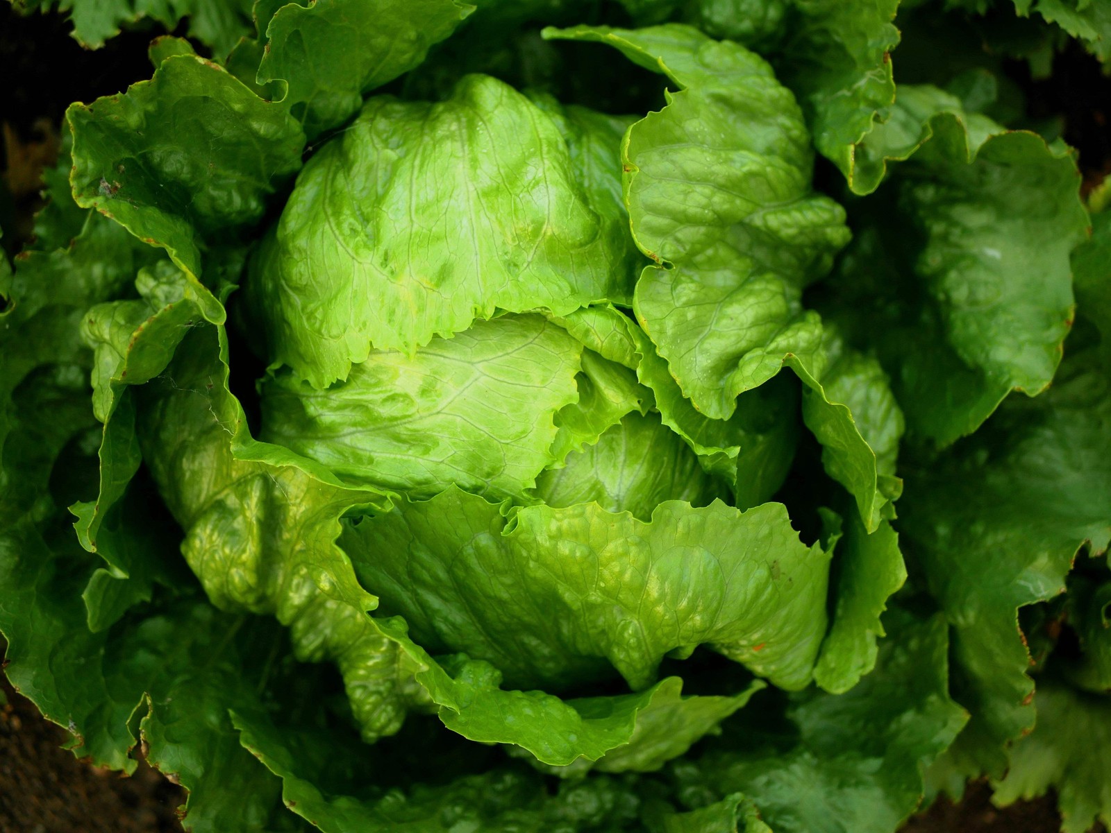 1000 GREAT LAKES LETTUCE Batavian ICEBERG Lactuca Sativa Vegetable Seeds *CombSH