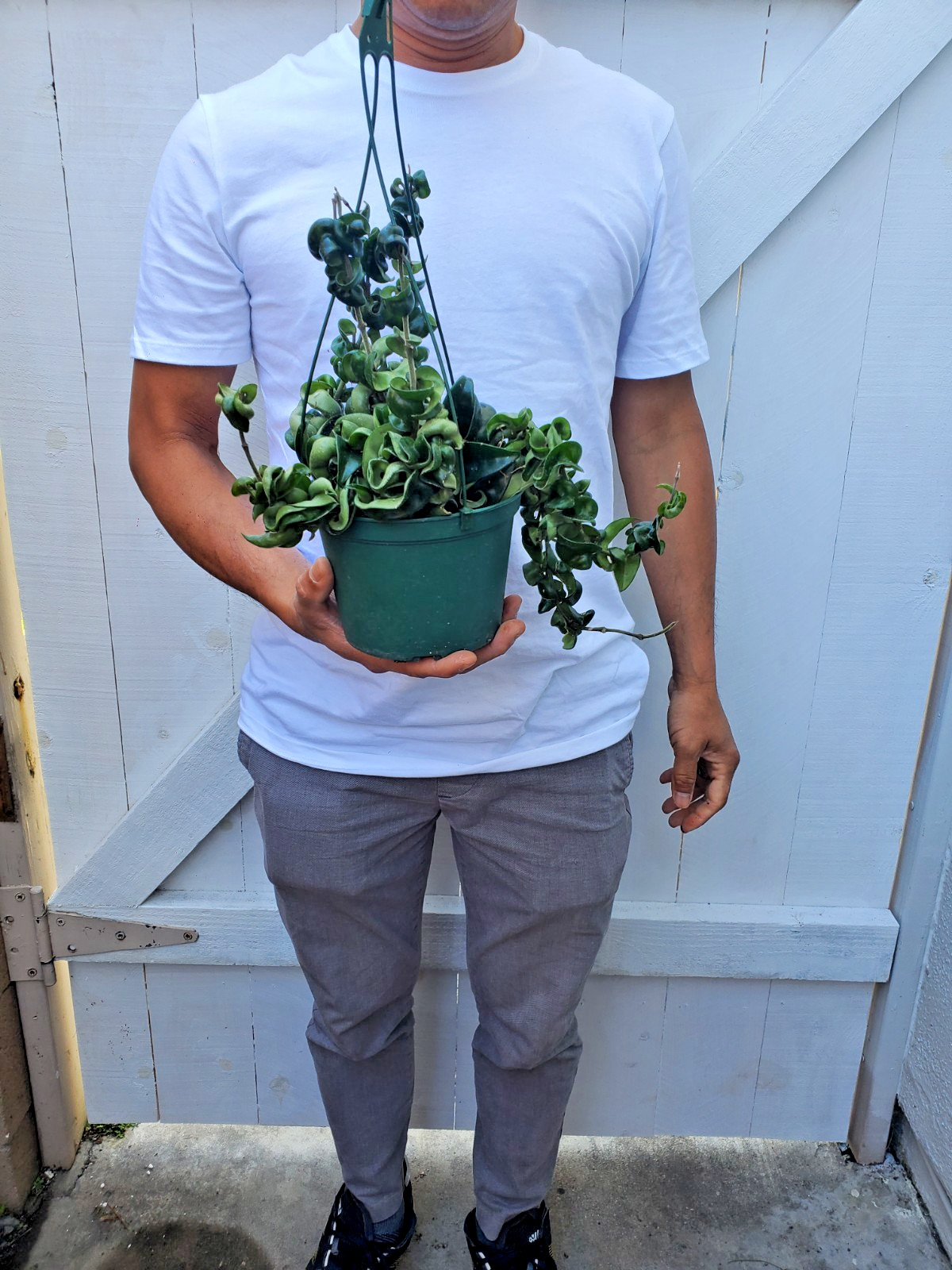 Hoya Hindu Rope Plant