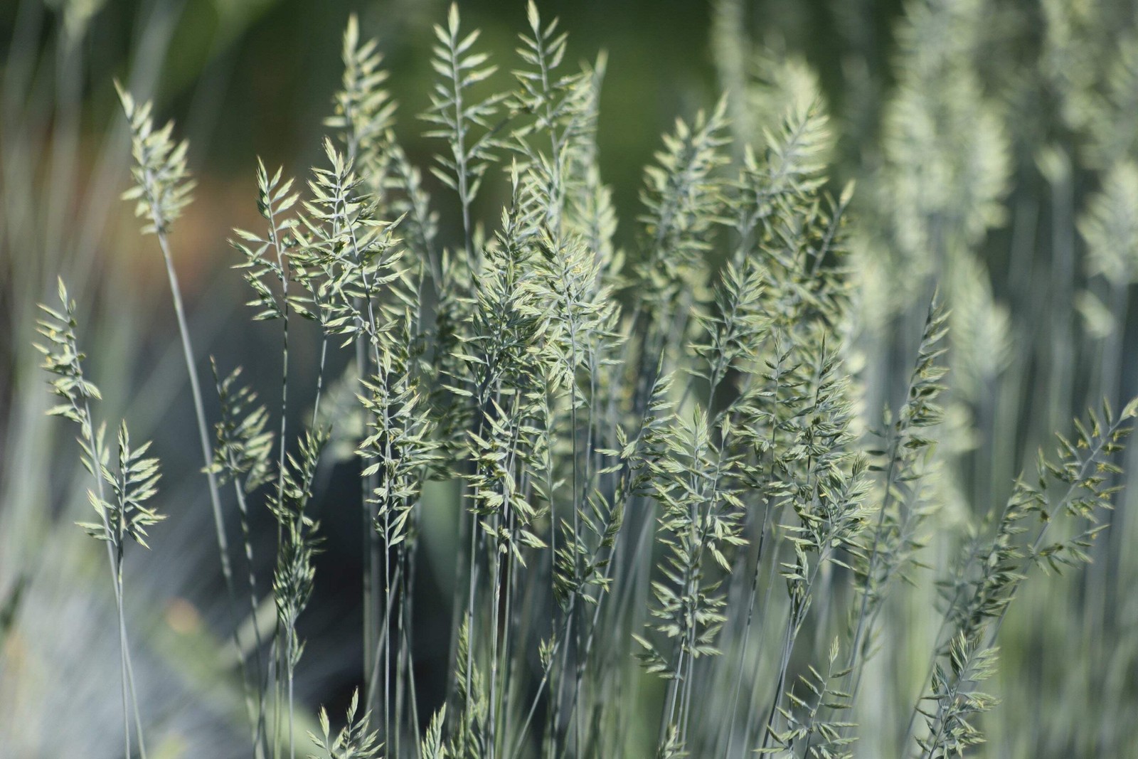 100 BLUE Sheeps FESCUE GRASS Fesnea Ovina Glauca Cinerea Seeds