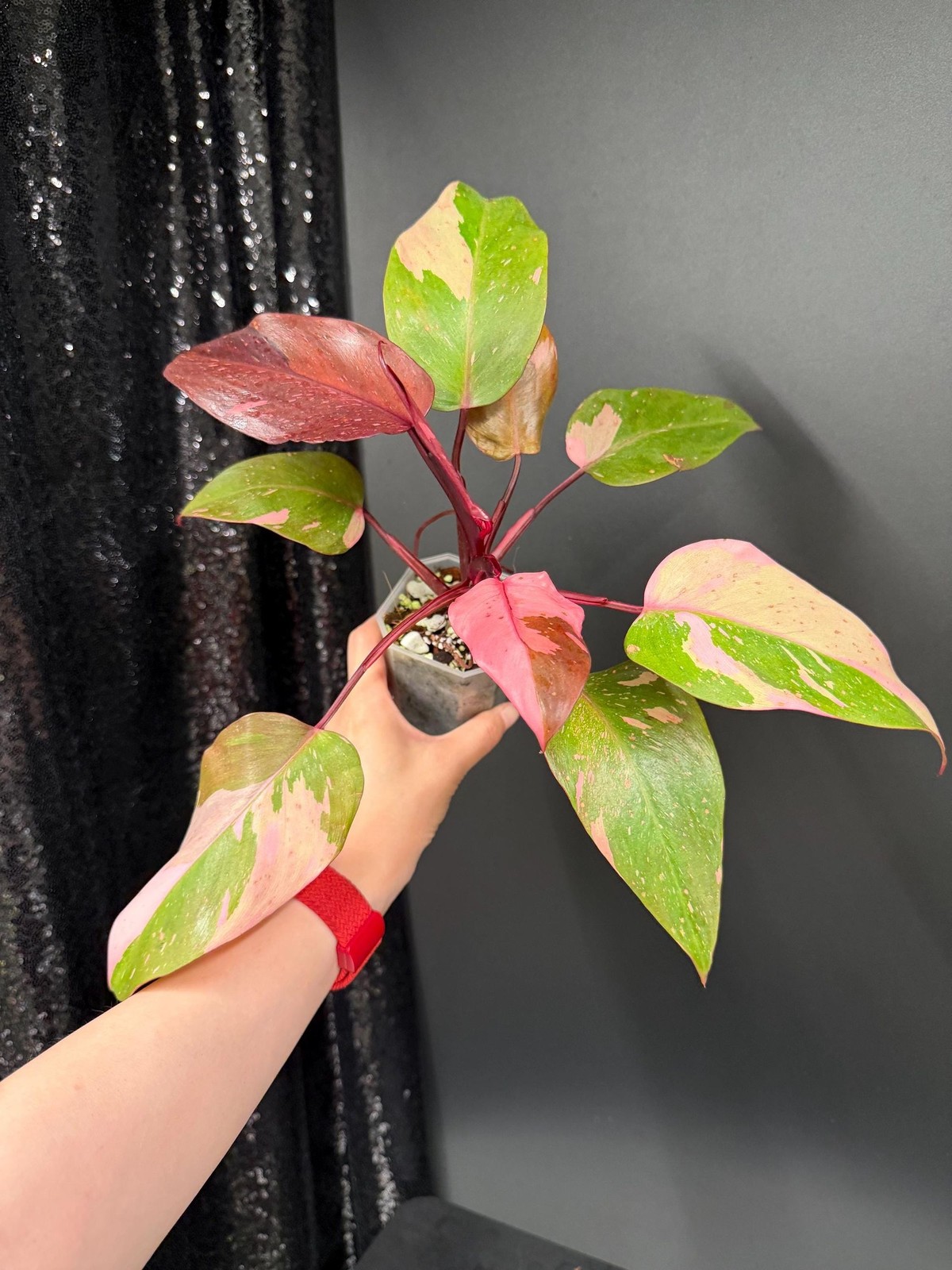 Philodendron Persimmon Princess Variegated, Exact Plant, US Seller