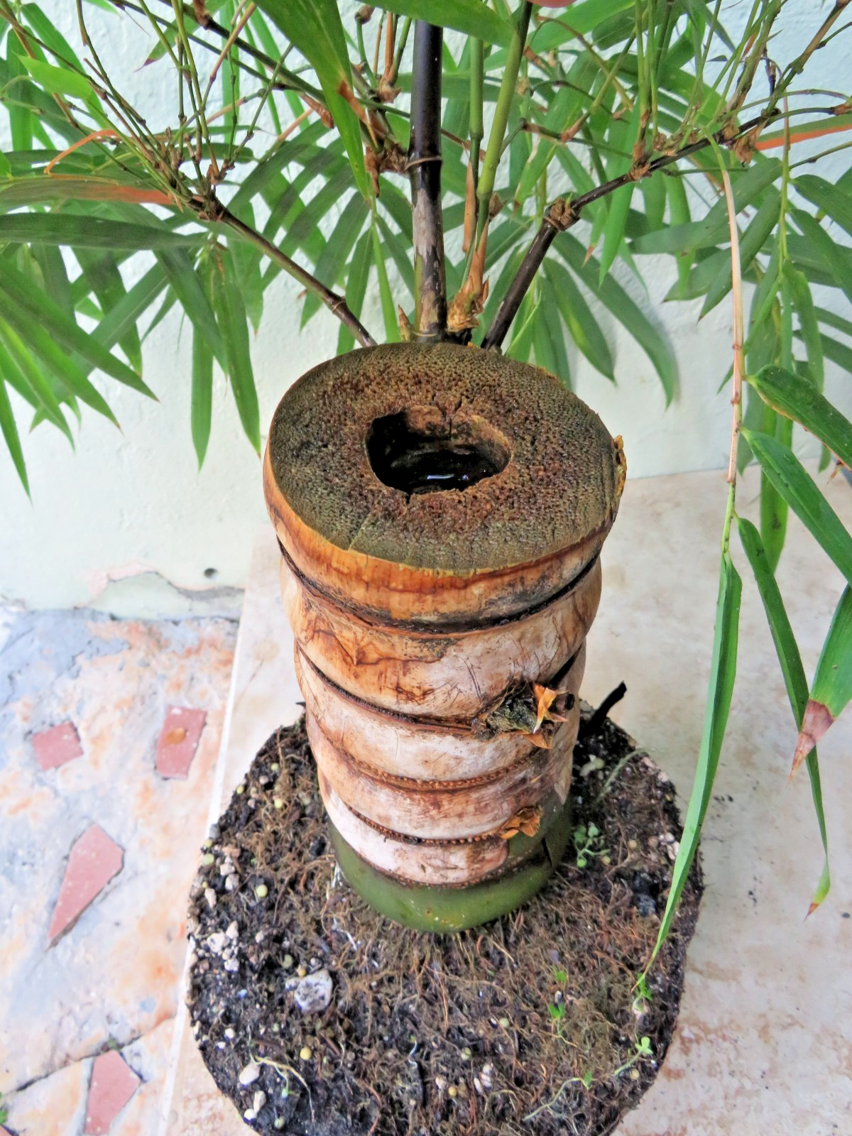 Buddha Belly Bamboo Thick trunk Bambusa ventricosa Exotic Tropical Bonsai Plant