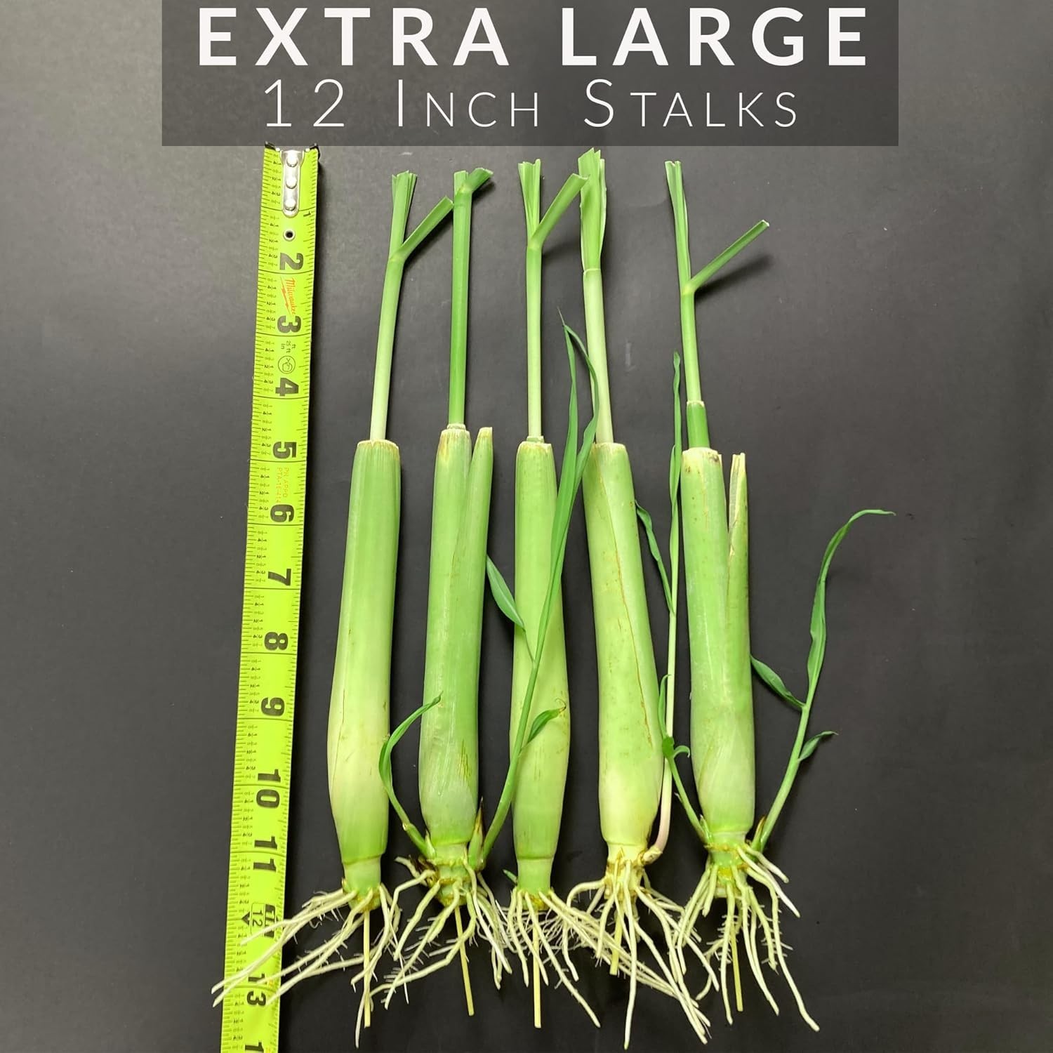 5 Pack Lemongrass Live Plants – 12″ Tall – Natural Mosquito Repellent Stalks