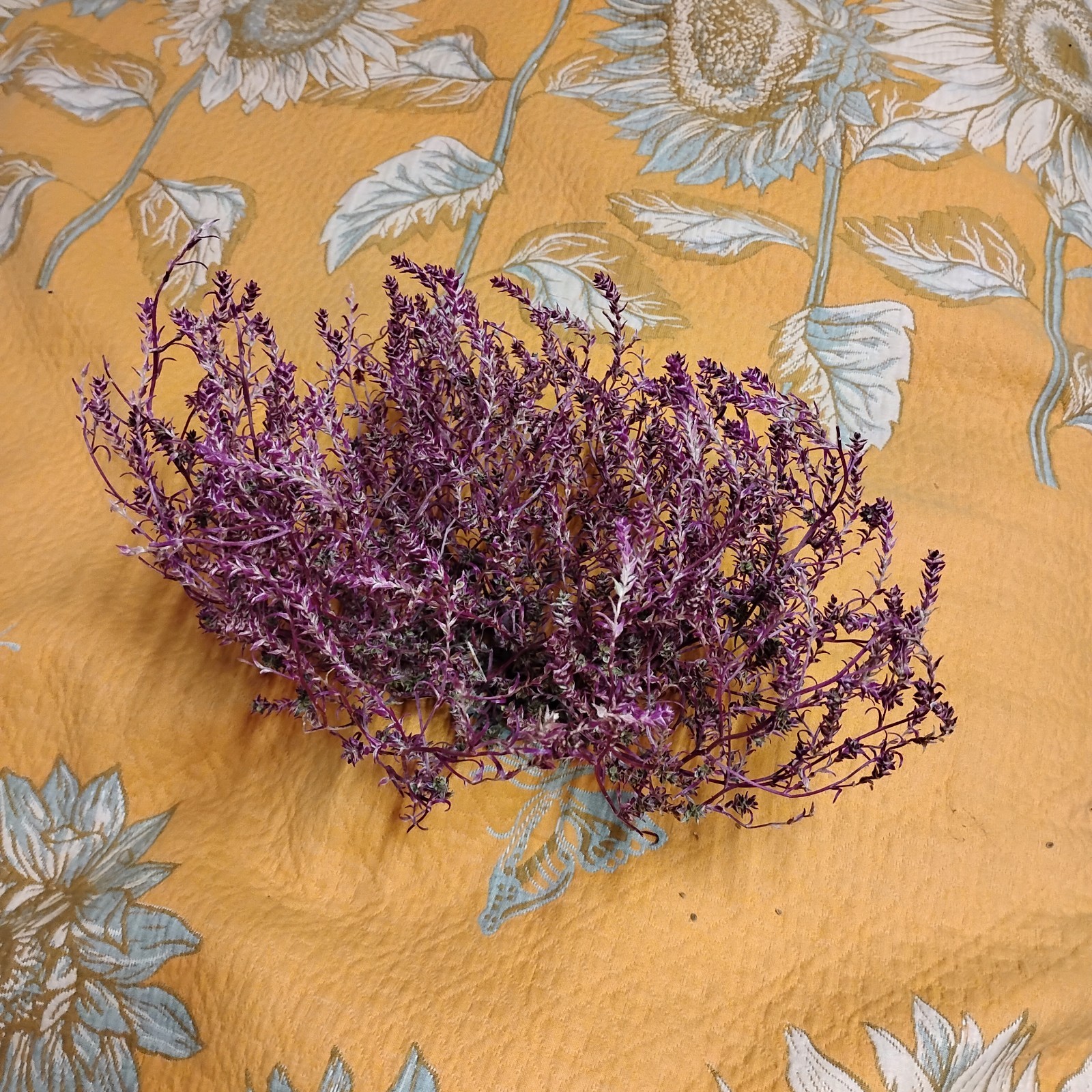 purple tumbleweed little guy