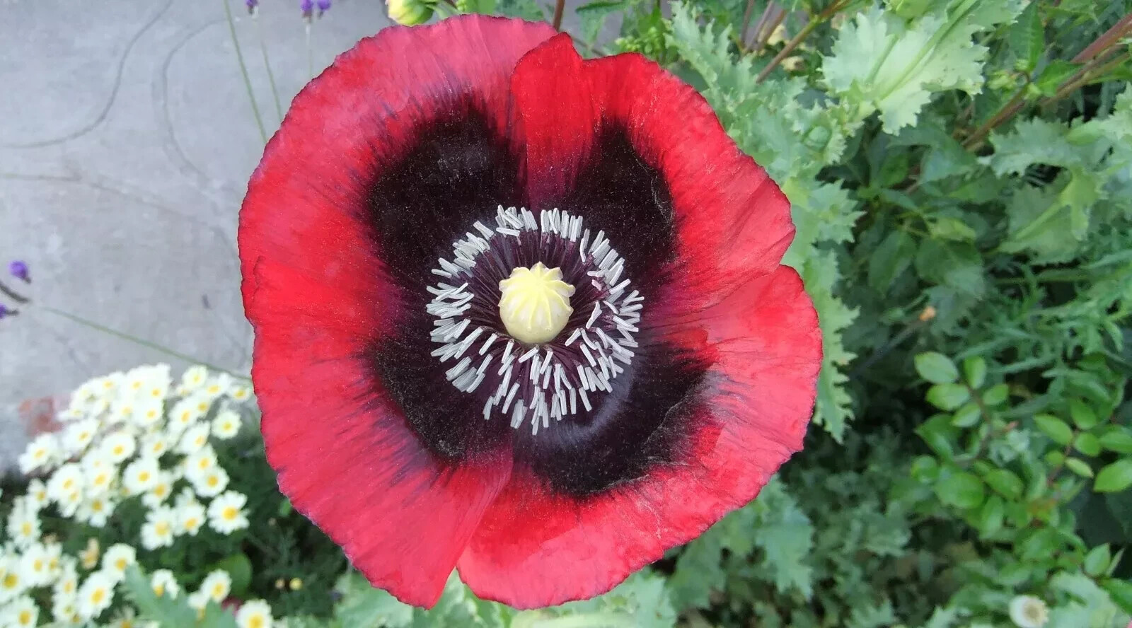 Mixed poppy seeds for flowers boquets -FREE SHIPPING USA (Int ship 1.60)
