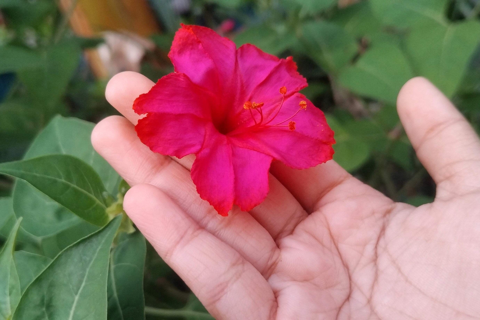25 RED FOUR O’CLOCK Marvel of Peru Mirabilis Jalapa Flower Seeds