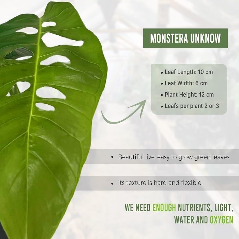 Monstera Unknown by LEAL PLANTS ECUADOR | Natural Décor Swiss Cheese Live Plant