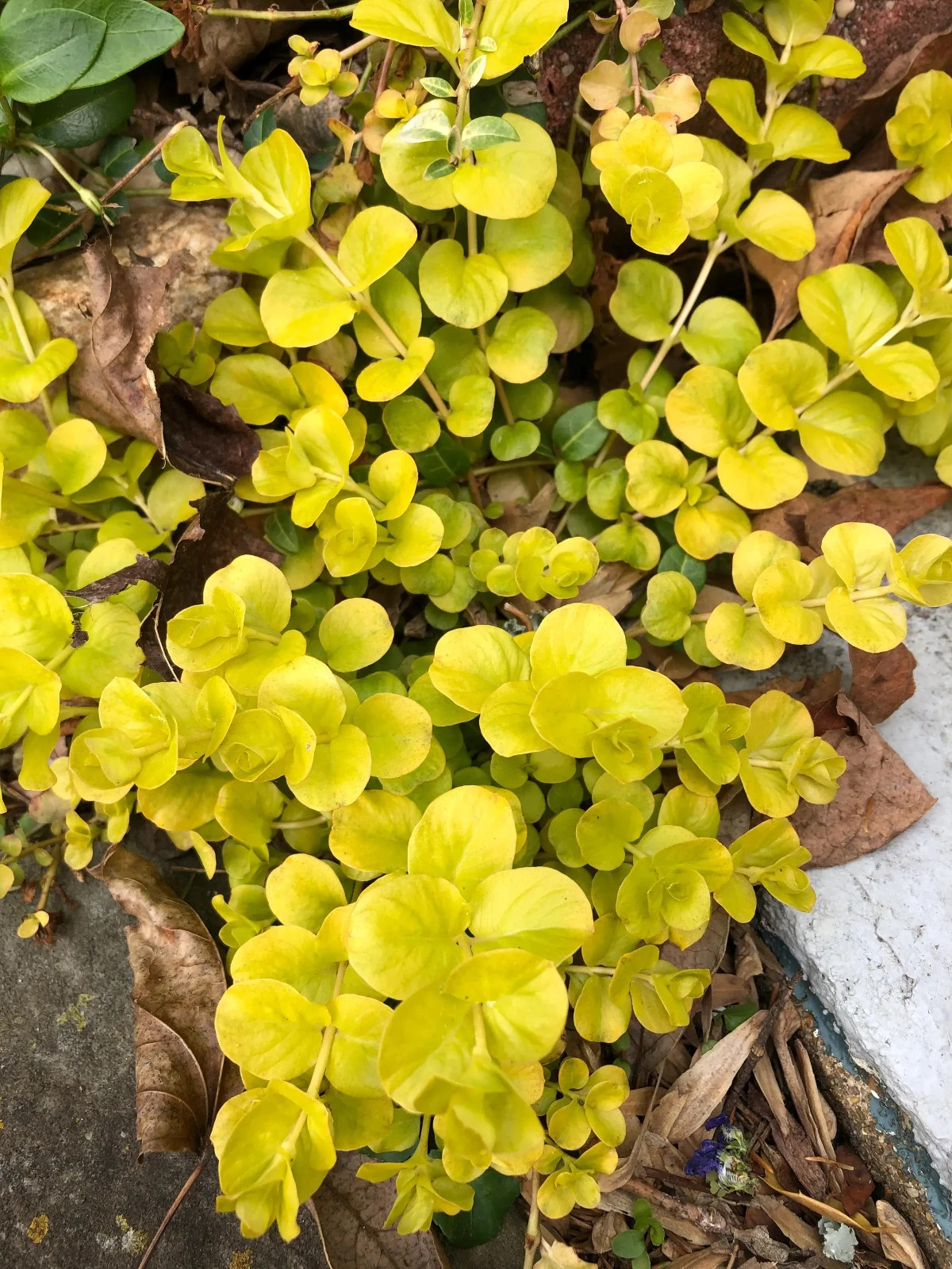 8 Live Plants – Creeping Jenny Groundcover – Perennial