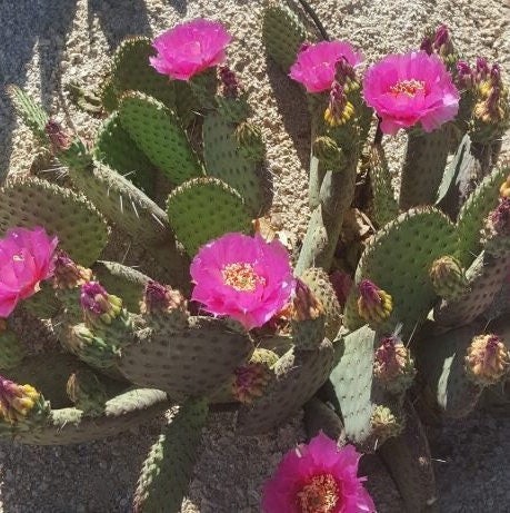 Beavertail Cactus ‘Winter Glow’ (Opuntia auera) COLD HARDY