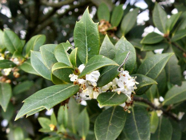 Fragrant Tea Sweet Olive Osmanthus fragrans~~Healthy well rooted starter plant
