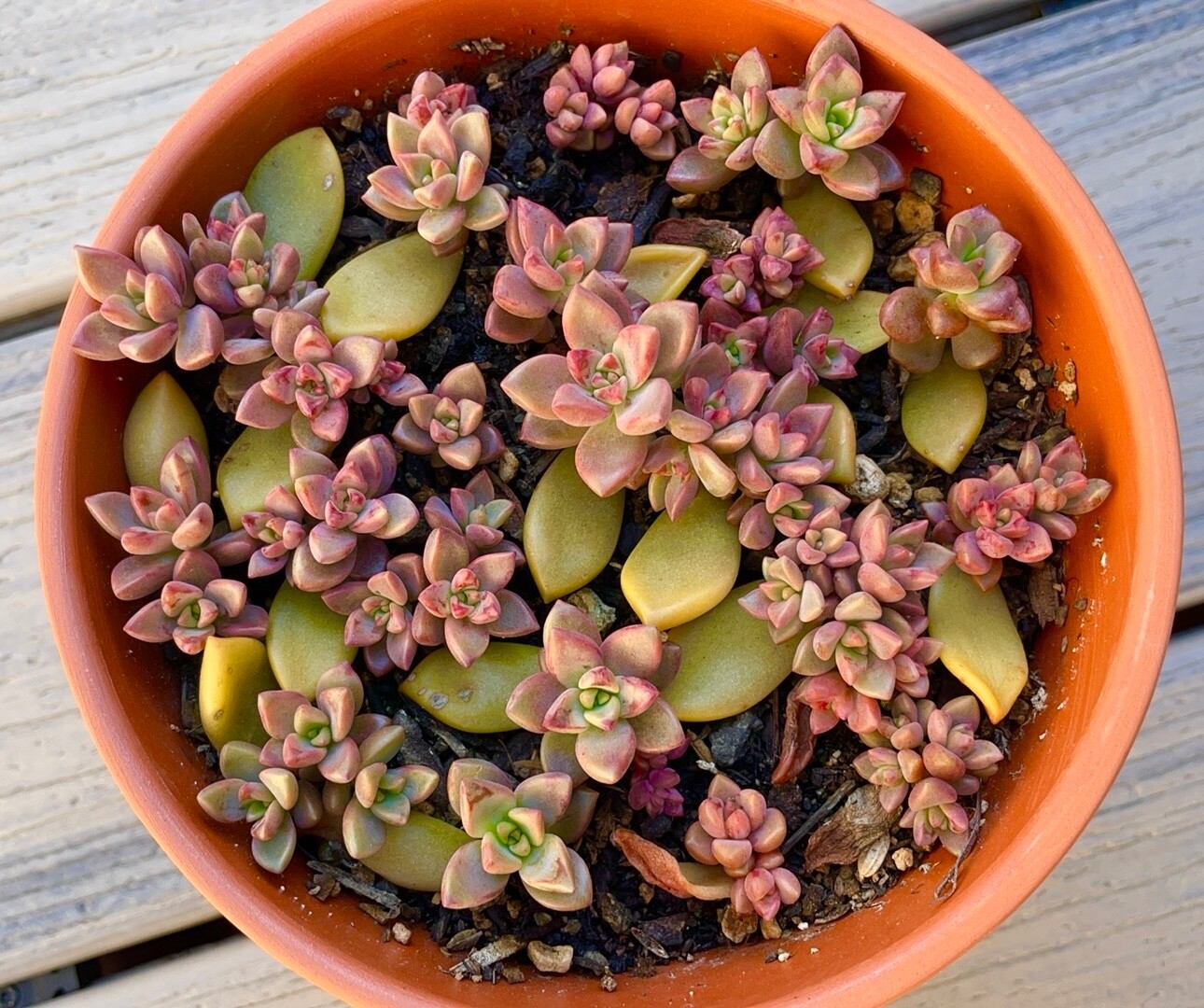 20 Succulent Plants Leaves for Propagation Assorted + Surprise Bonus Leaves Gift