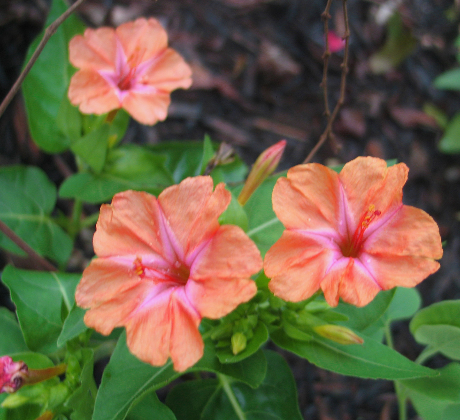 Mirabilis jalapa Salmon Sunset 10 seeds