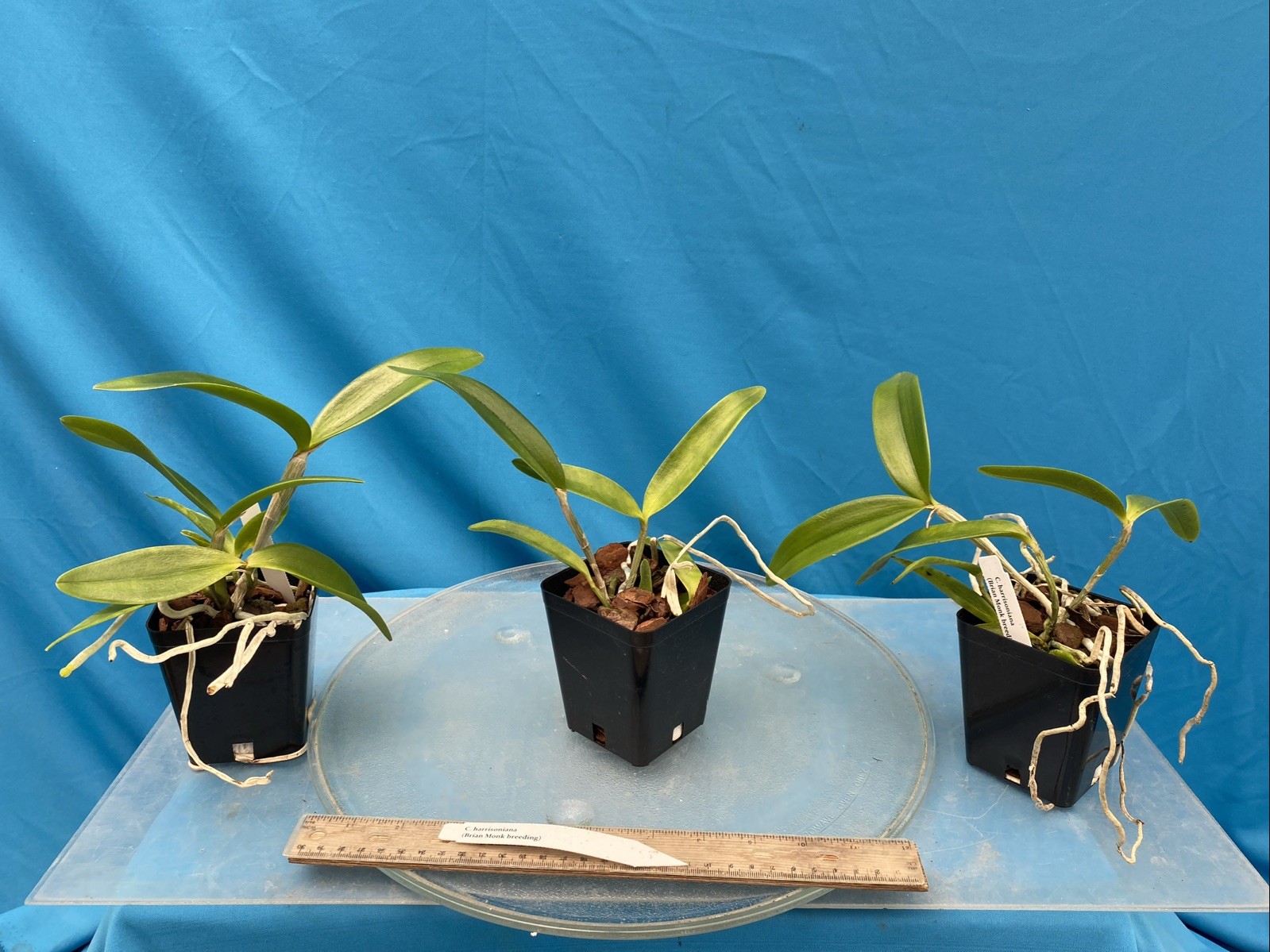 Cattleya harrisoniana Pink White NBS Summer Bloom Seedling Orchid Species 4” Pot