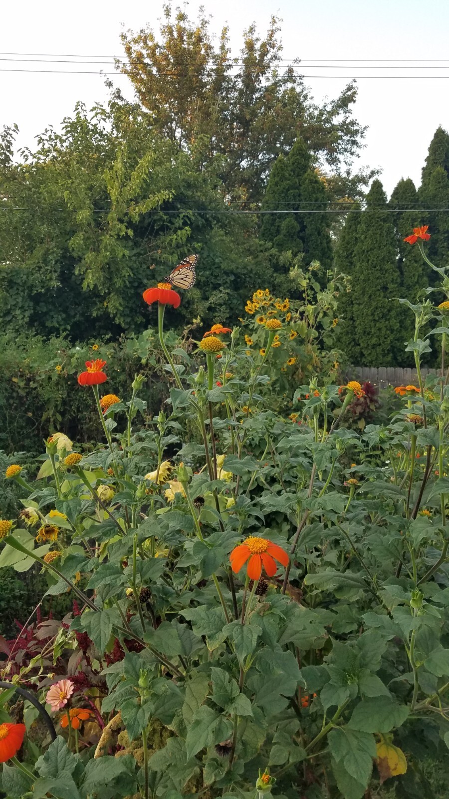 Mexican Torch Sunflower Seeds 15 Organic Seeds *Free Shipping*
