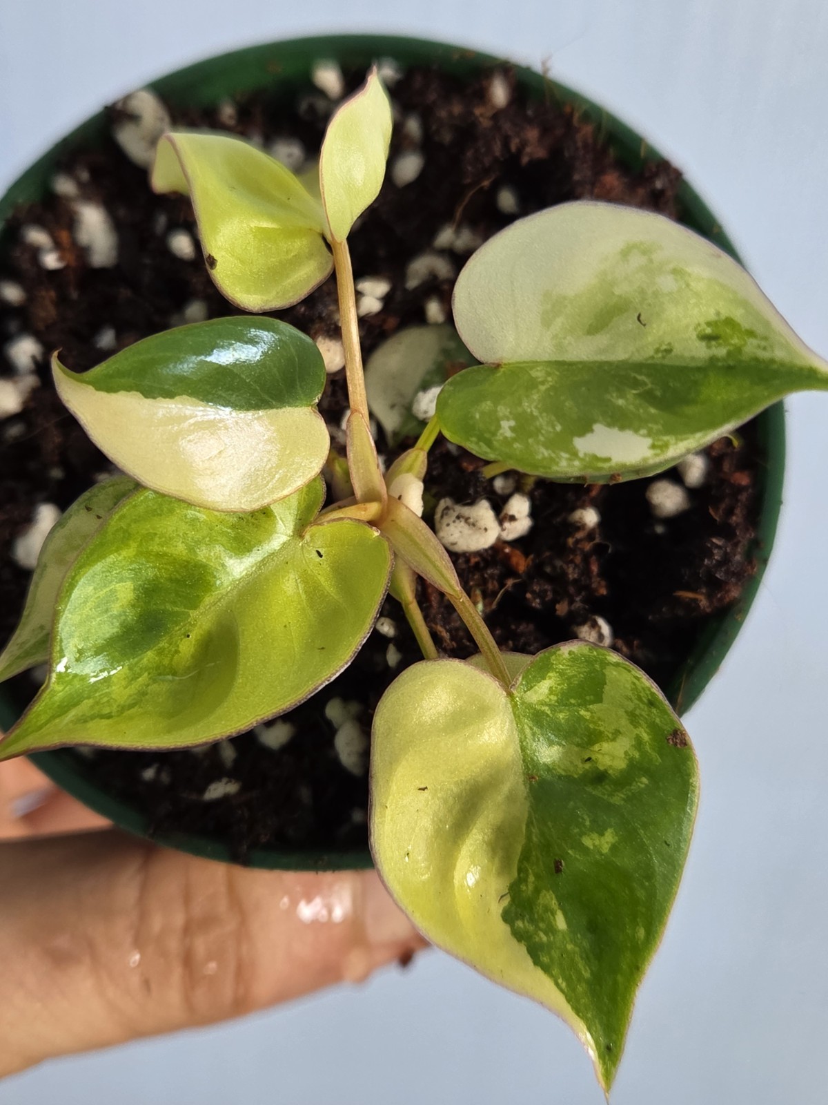Philodendron Billietiae Variegated in 3″ pot, grower choice