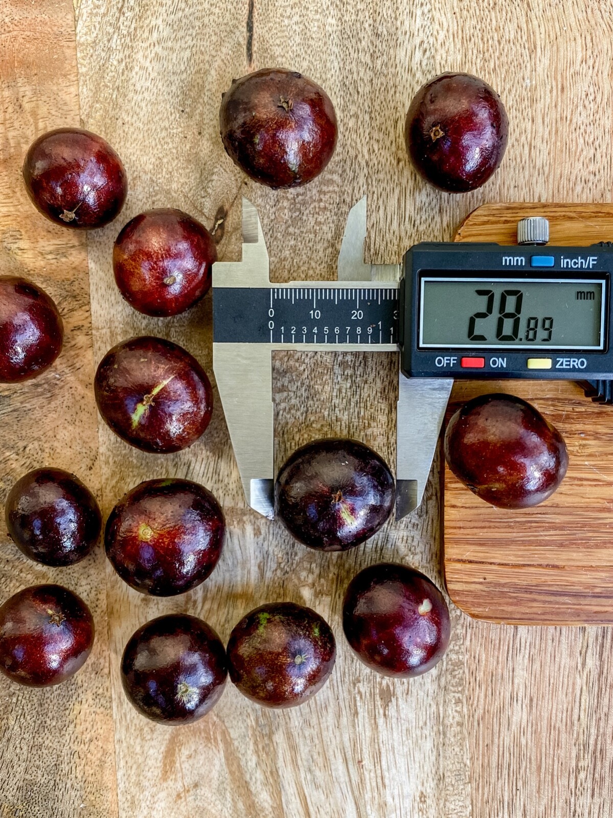 Red Hybrid Jaboticaba Myrciaria Plinia cauliflora x aureana Fruit Tree Plant