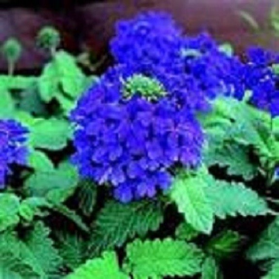 35+ Verbena Blue Lagoon / Deer Resistant / Perennial / Flower Seeds.