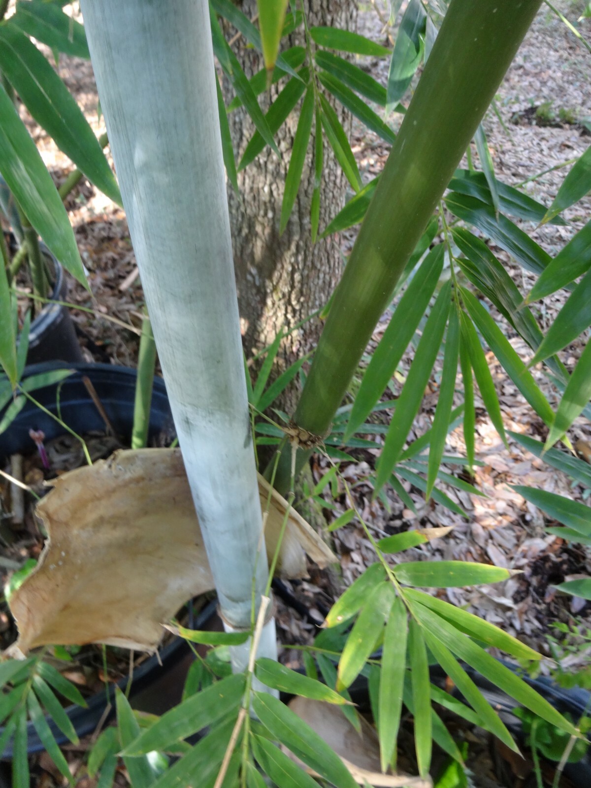 Blue Timber Clumping Bamboo Bambusa- 1 Gallon Size Plant