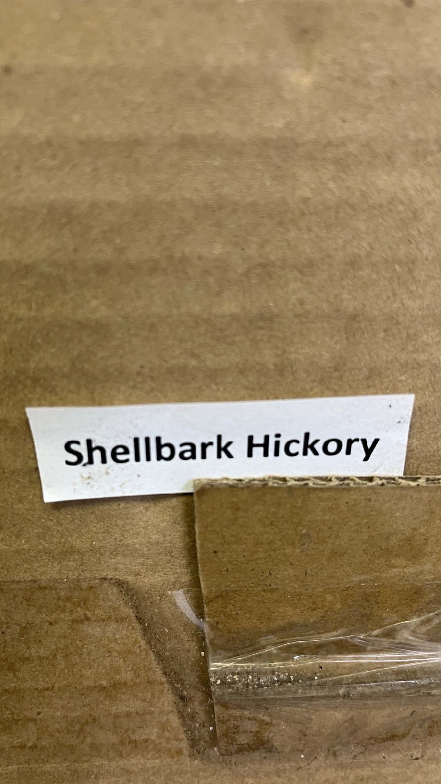 8-12” tall Shellbark Hickory (Carya laciniosa) tree plant