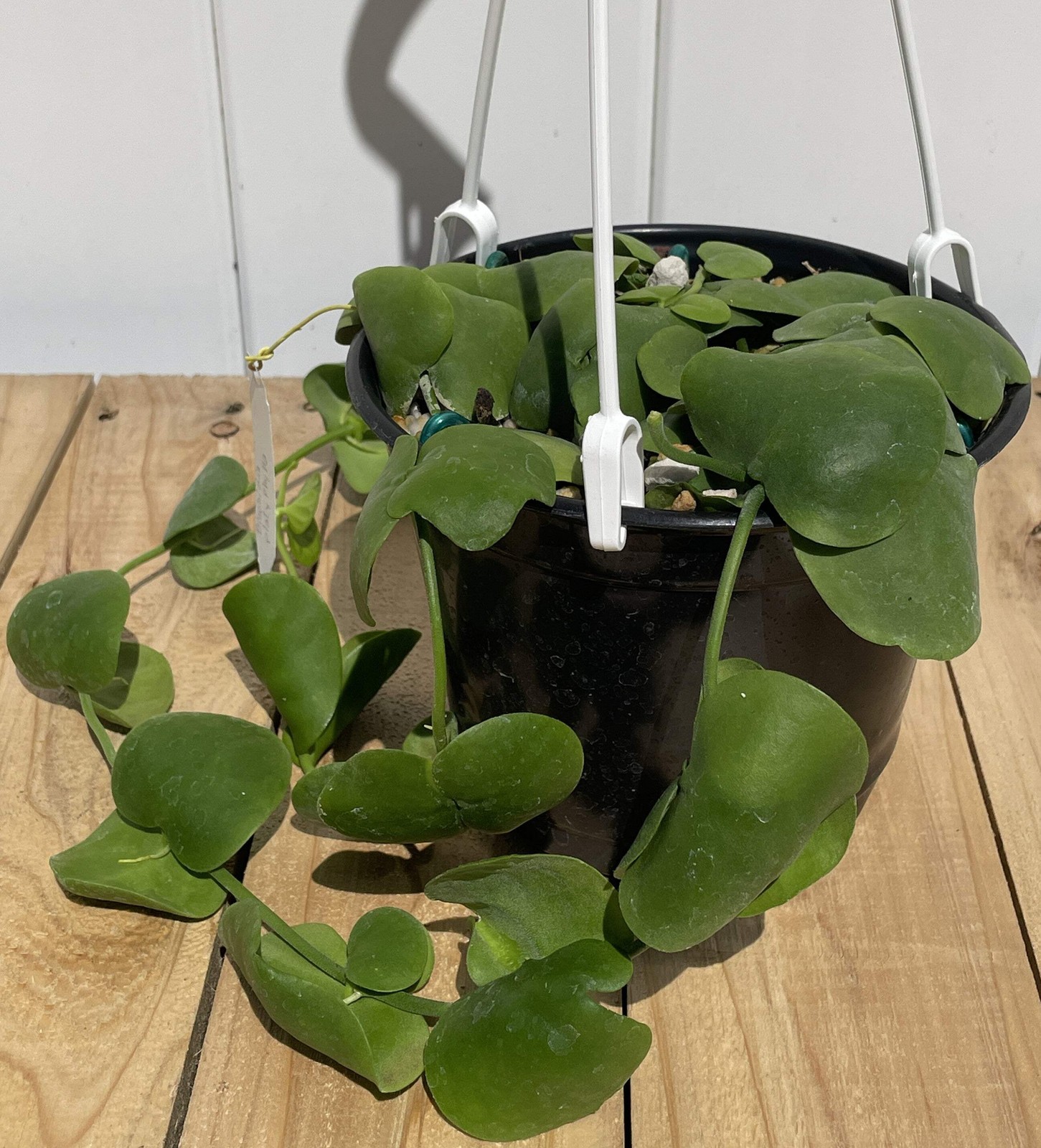 Dischidia Platyphylla – Grown In 6” Hanging Pot – Super Healthy!