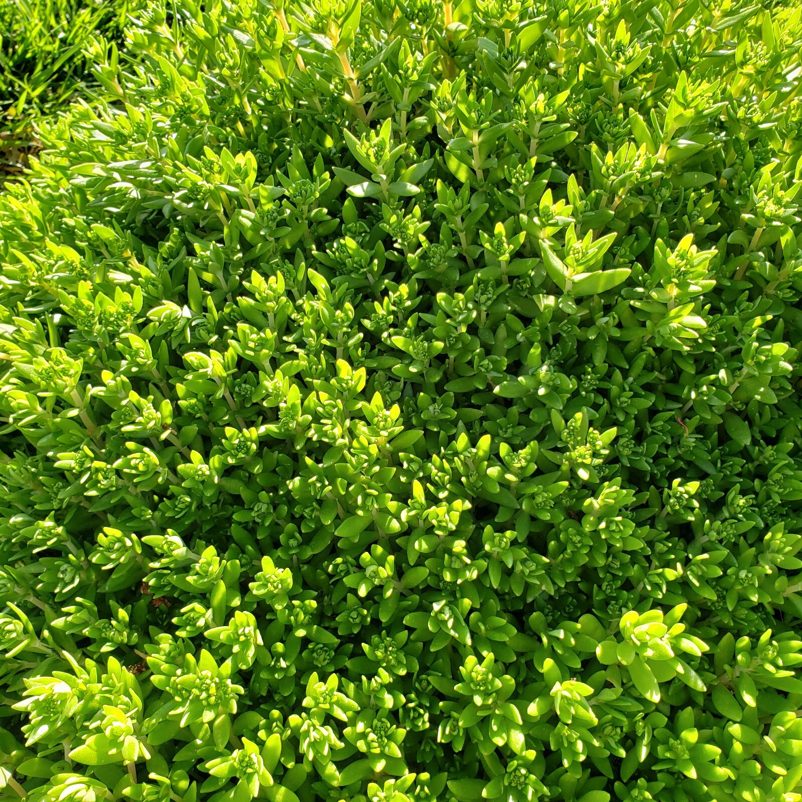 垂盆草 Sedum Sarmentosum Stonecrop Perennial Plant in 2.5″ pot Edible ground cover