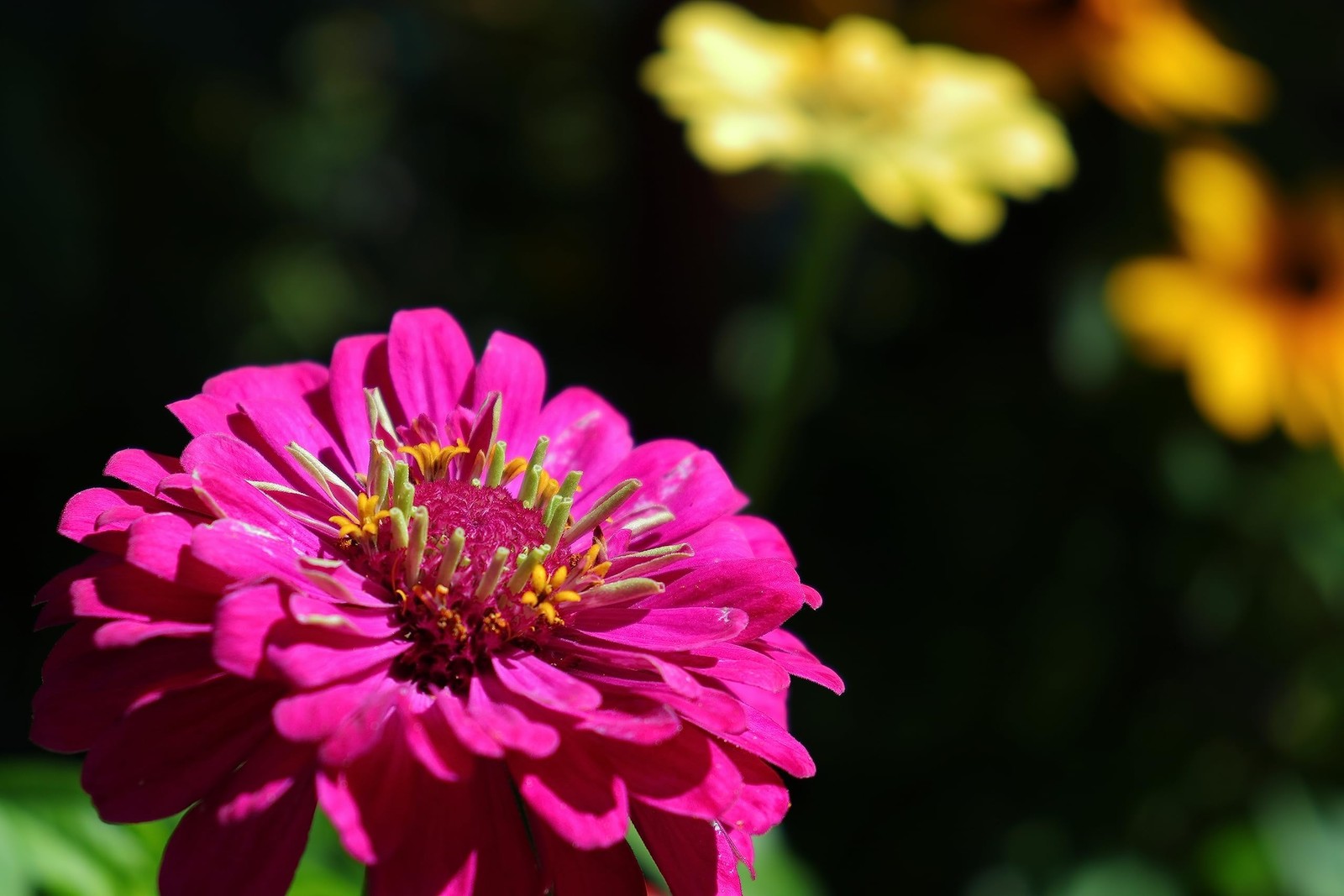California Giants Zinnia Seeds 250 Heirloom Non-GMO Mix Red Orange Yellow White