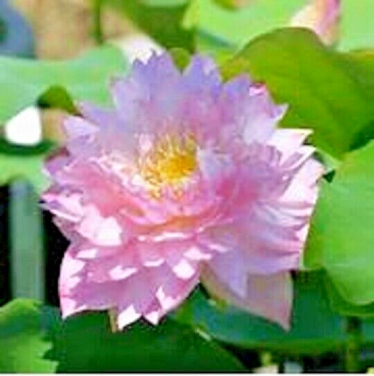 5 POLYPHYLL PINK LOTUS SEEDS – Nelumbo Nucifera