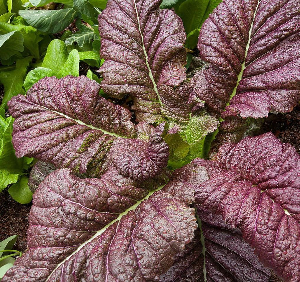 Japanese Giant Red Mustard Greens Seeds | Brassica Mizuna Tatsoi Kale Seeds 2024