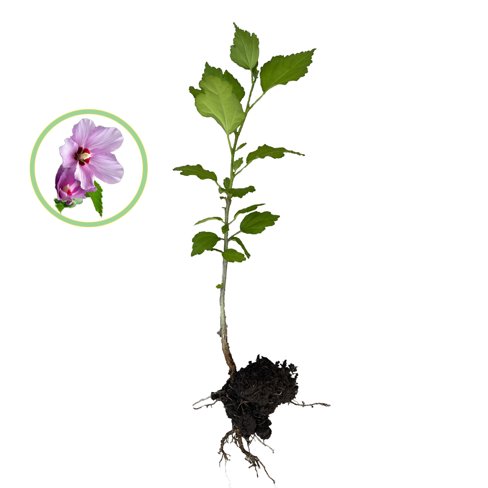 Hibiscus Live Plant w/ Roots Transplant Starter Bush HIBISCUS-30″ Tall 1PK