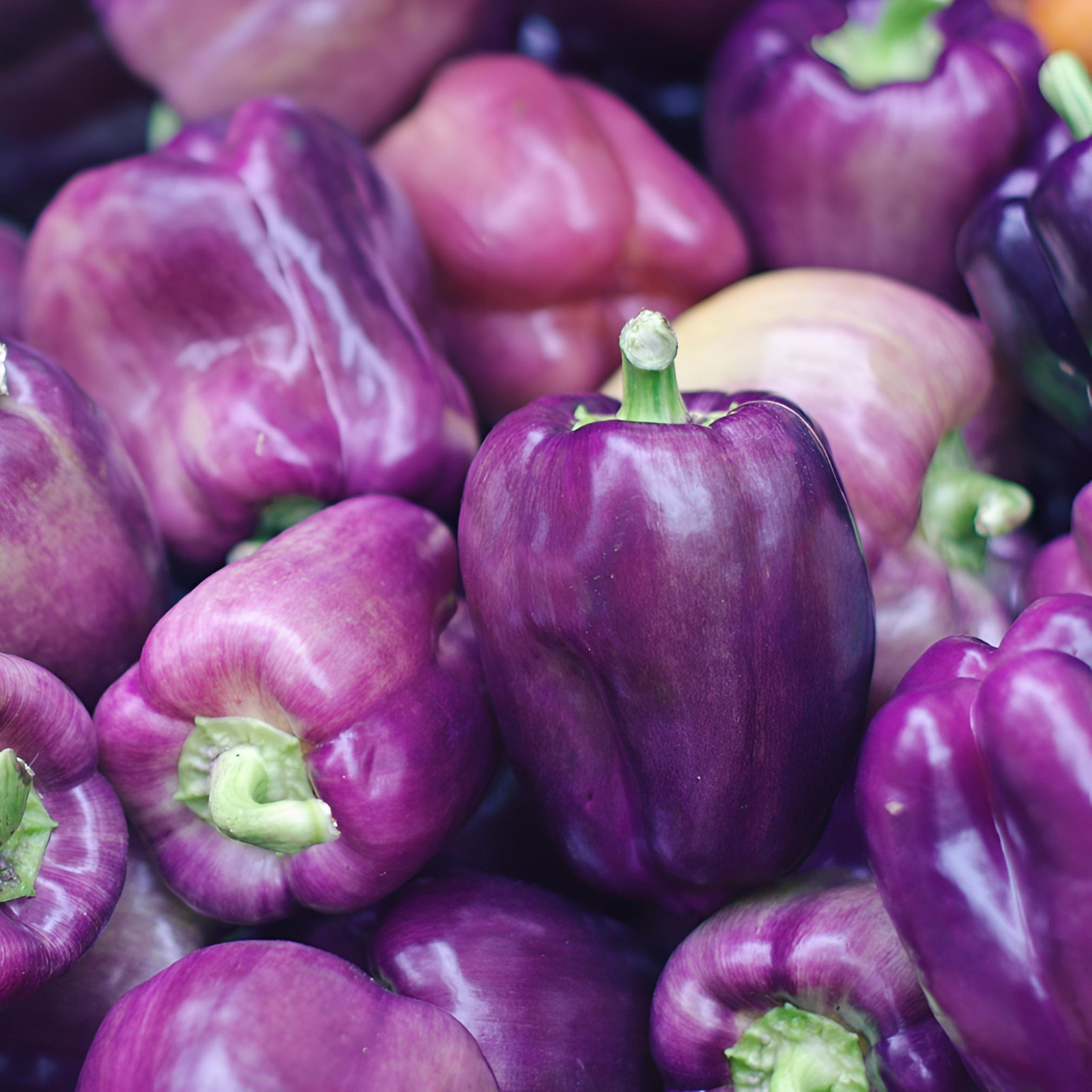 100 sweet lilac bell pepper seeds. Non GMO
