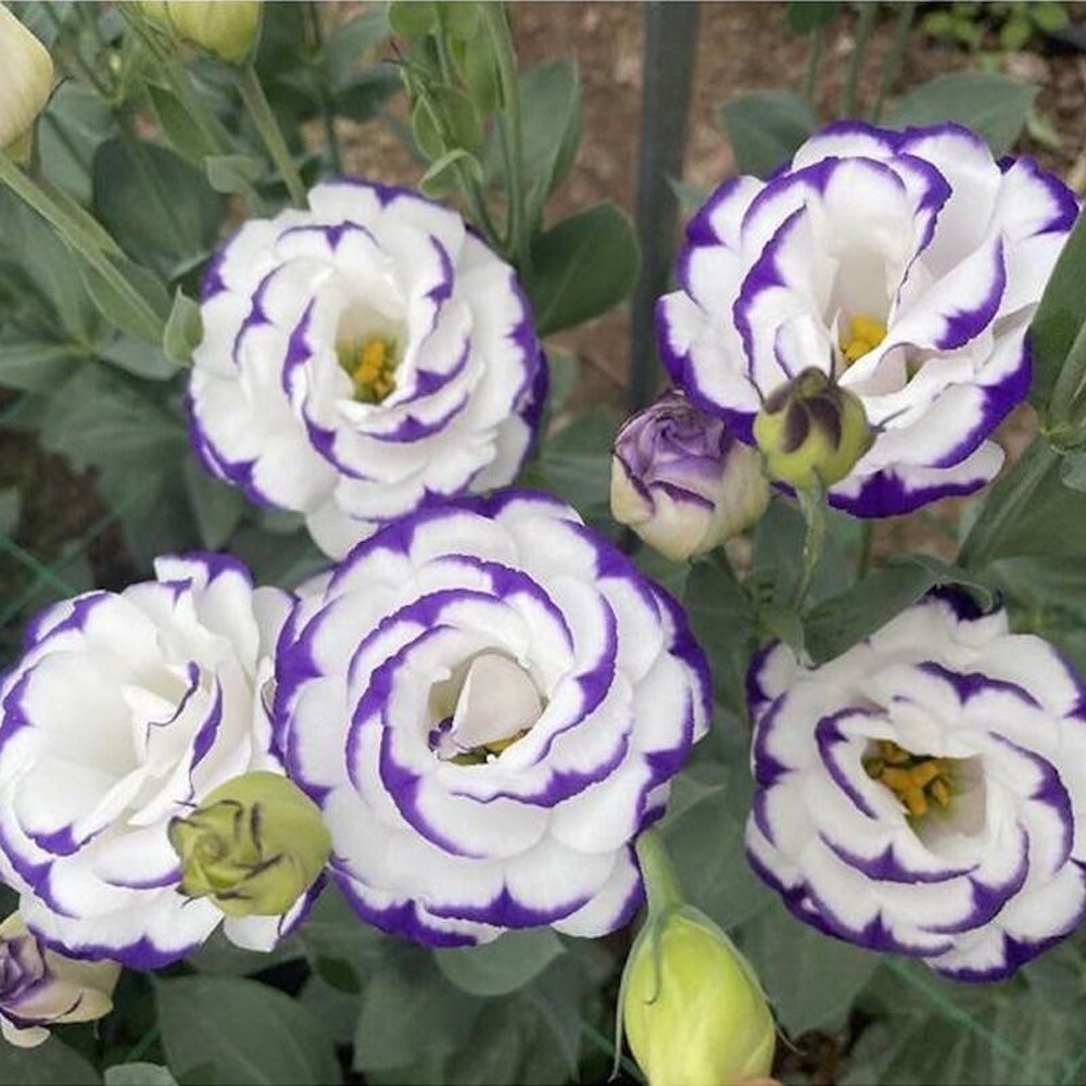 20 EXOTIC rare LISIANTHUS SEEDS for garden exotic flower plant beds USA SELLER